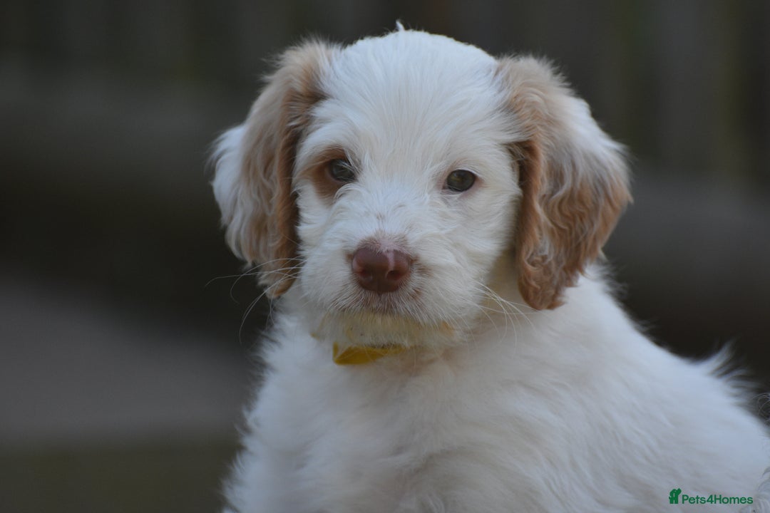Labradoodle dogs for sale: Beautiful Puppies Ready for the Summer Holidays - Image 29