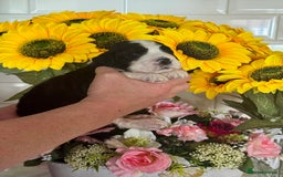 Saint Bernard dogs for sale: F1 st doodles puppies for sale - Image 4