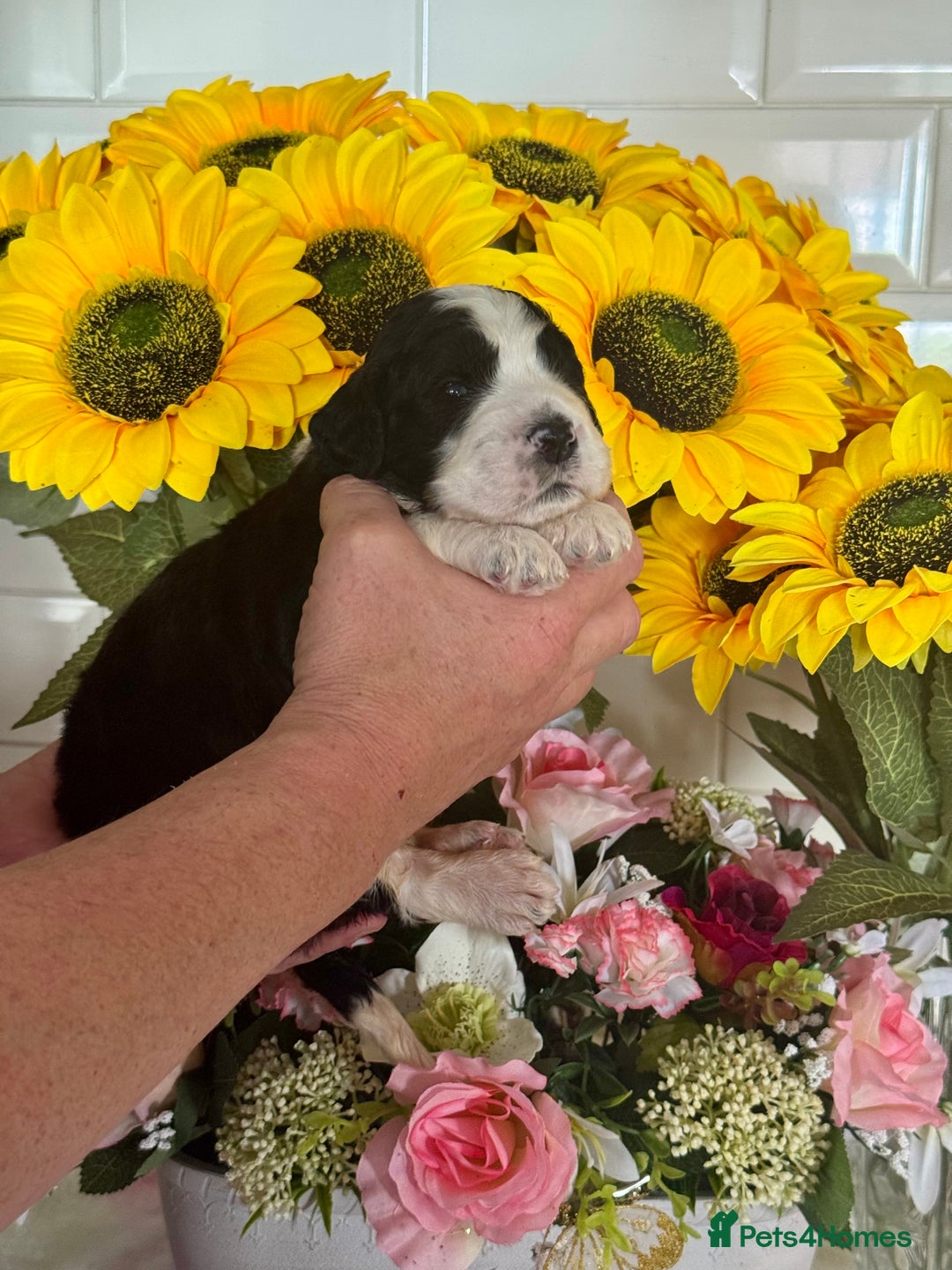 Saint Bernard dogs for sale: F1 st doodles puppies for sale - Image 4