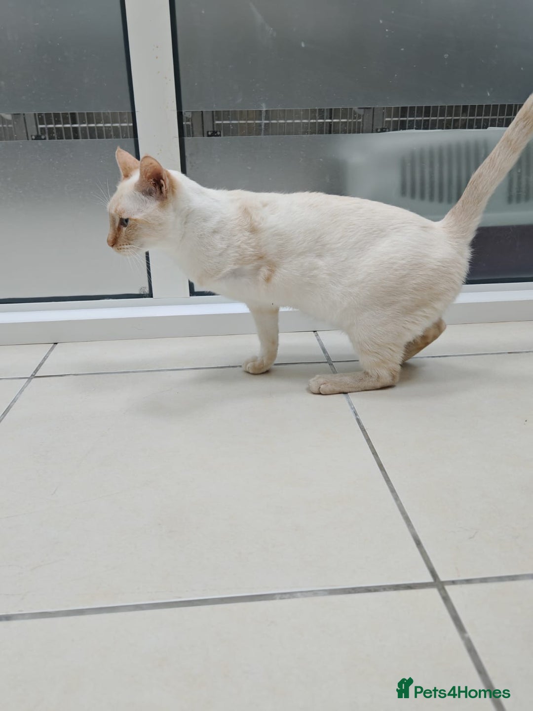 Mixed Breed cats for adoption: [Indoors Only] White Sugar - Lovely Special Boy - Advert 12
