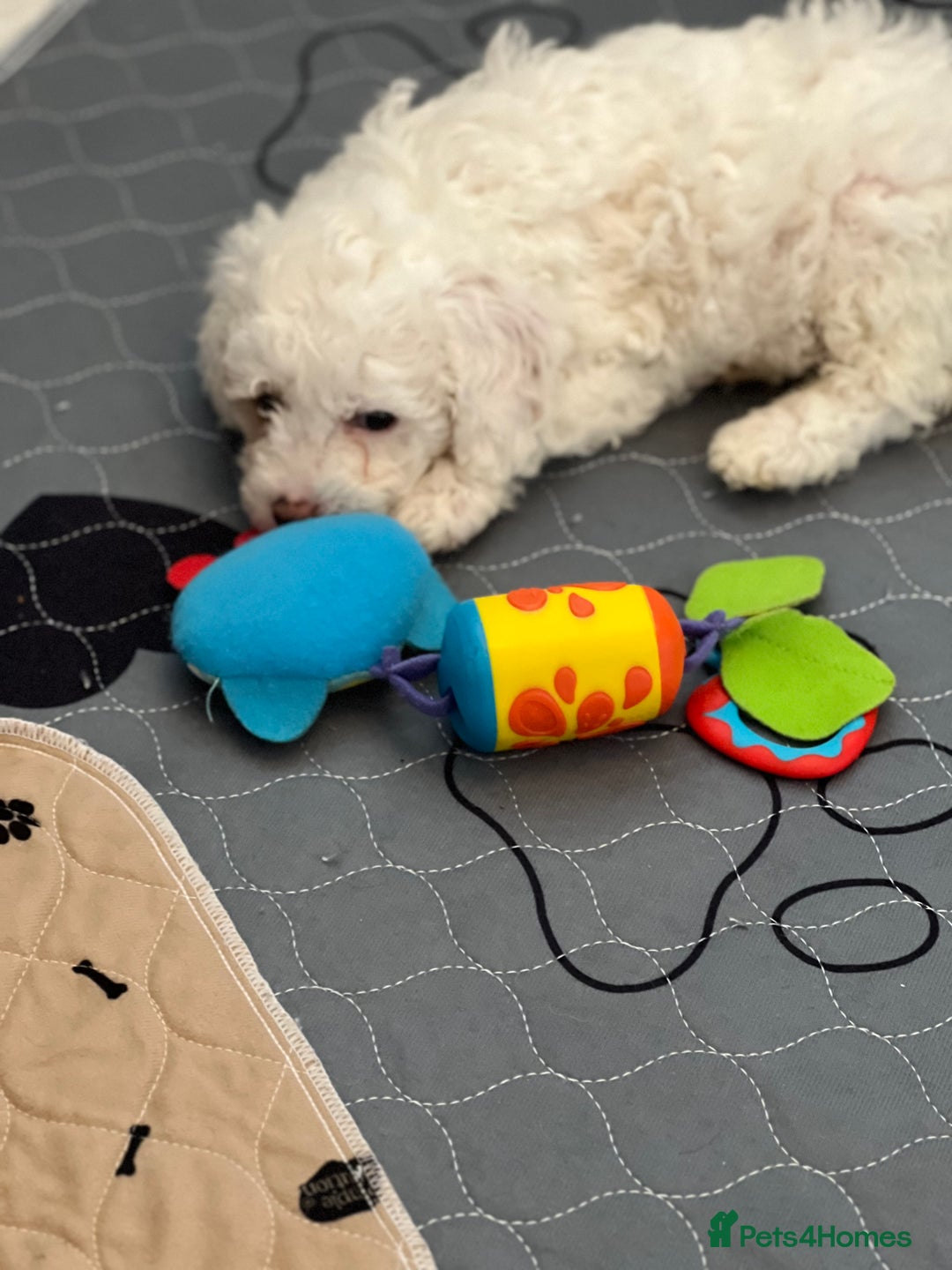 Cavapoo dogs for sale: LAST GIRL LOOKING FOR A FOREVER HOME 🏠  - Image 7