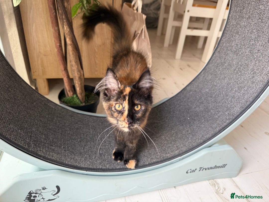 Maine Coon cats for sale: 2 GIRLS LEFT Purebred Maine Coon Kittens Blackburn - Image 8