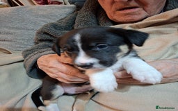Border Collie dogs for sale: Border collies for sale - Image 4
