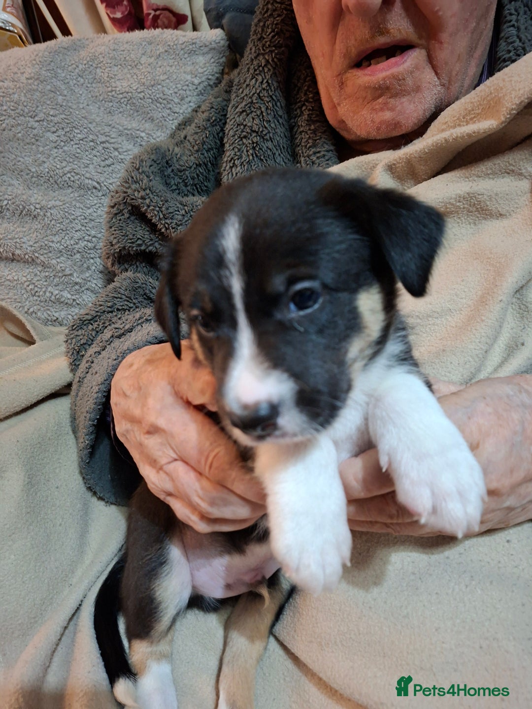Border Collie dogs for sale: Border collies for sale - Image 4