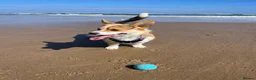Welsh Corgi Pembroke dogs for sale: Welsh Pembroke Corgi in Darlington - Advert 2