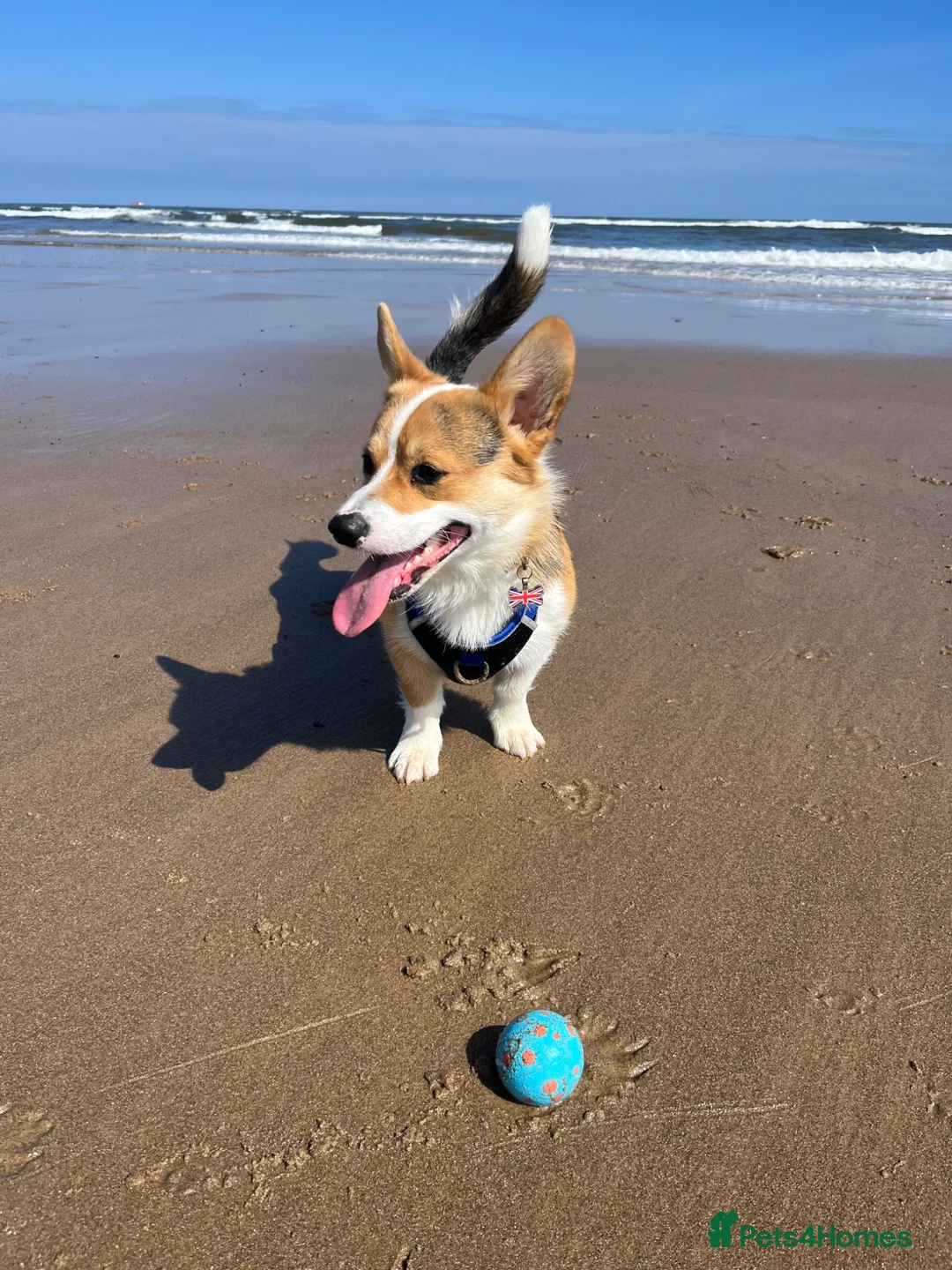 Welsh Corgi Pembroke dogs for sale: Welsh Pembroke Corgi in Darlington - Advert 2