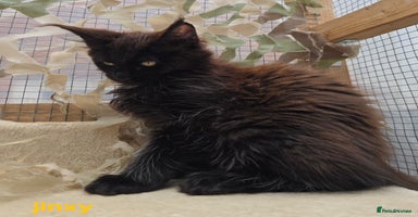 Maine Coon cats - Advert 13