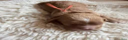 Cocker Spaniel dogs for sale: Stunning Cocker Spaniel puppies 🩷 - Advert 17