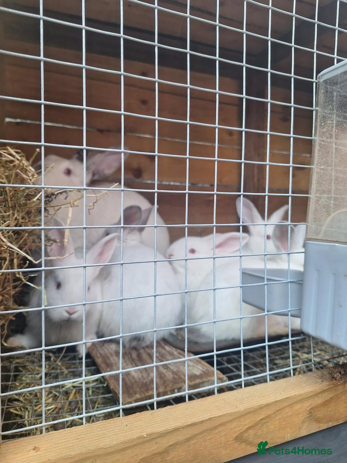 Mixed Breed rabbits New ZealandWhite cross with Californian Rabbits - Advert 4