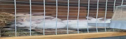 Mixed Breed rabbits for sale: New ZealandWhite cross with Californian Rabbits - Advert 1