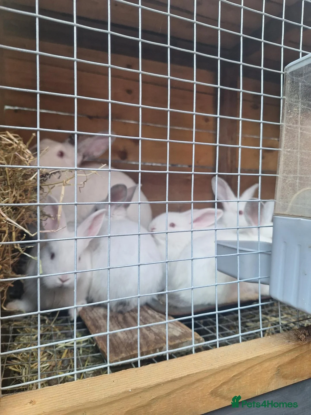 Mixed Breed rabbits for sale: New ZealandWhite cross with Californian Rabbits - Advert 1