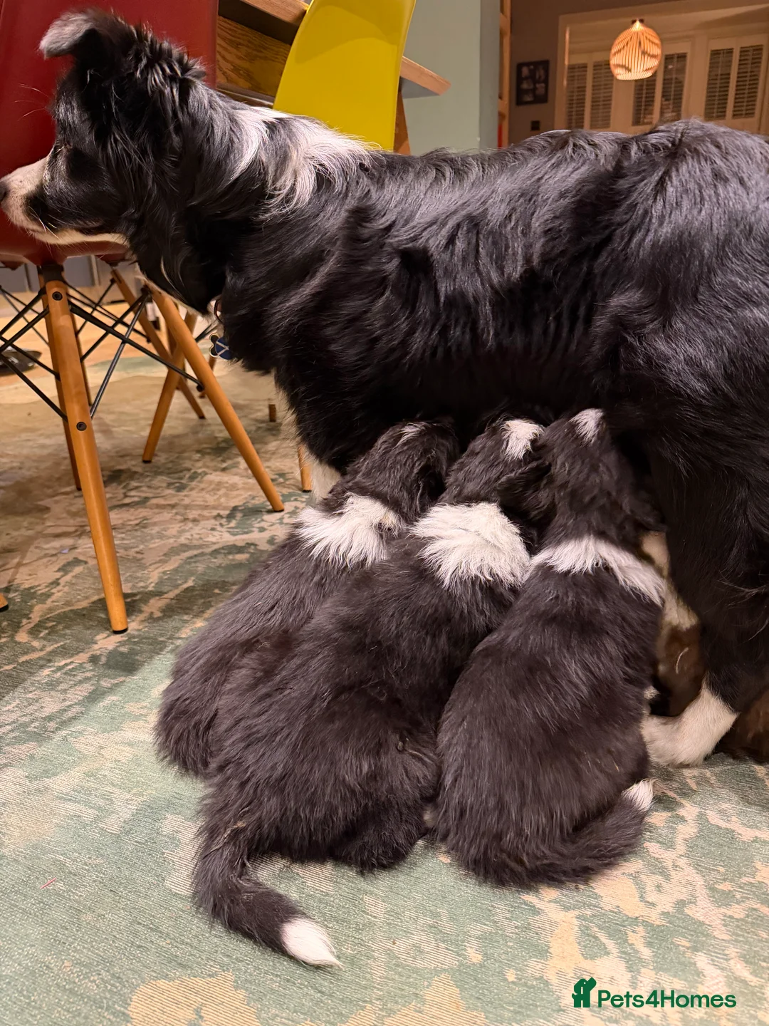 Border Collie dogs for sale: Border Collie puppies for sale - Advert 5