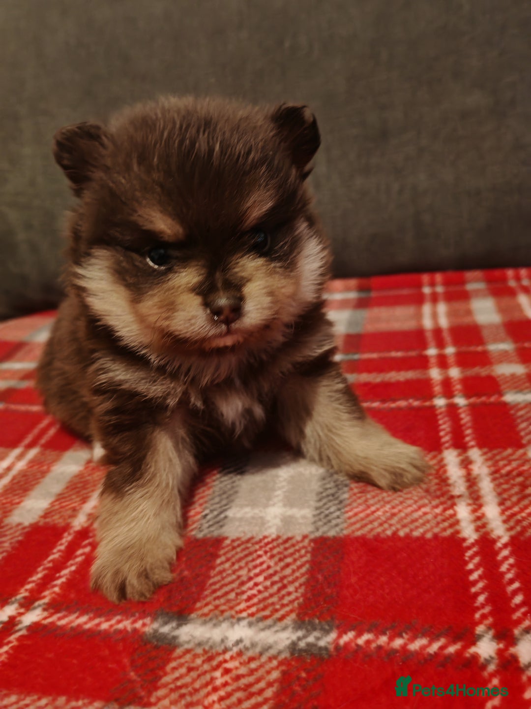 Pomeranian dogs for sale: 4 week old male pomeranians - Advert 2