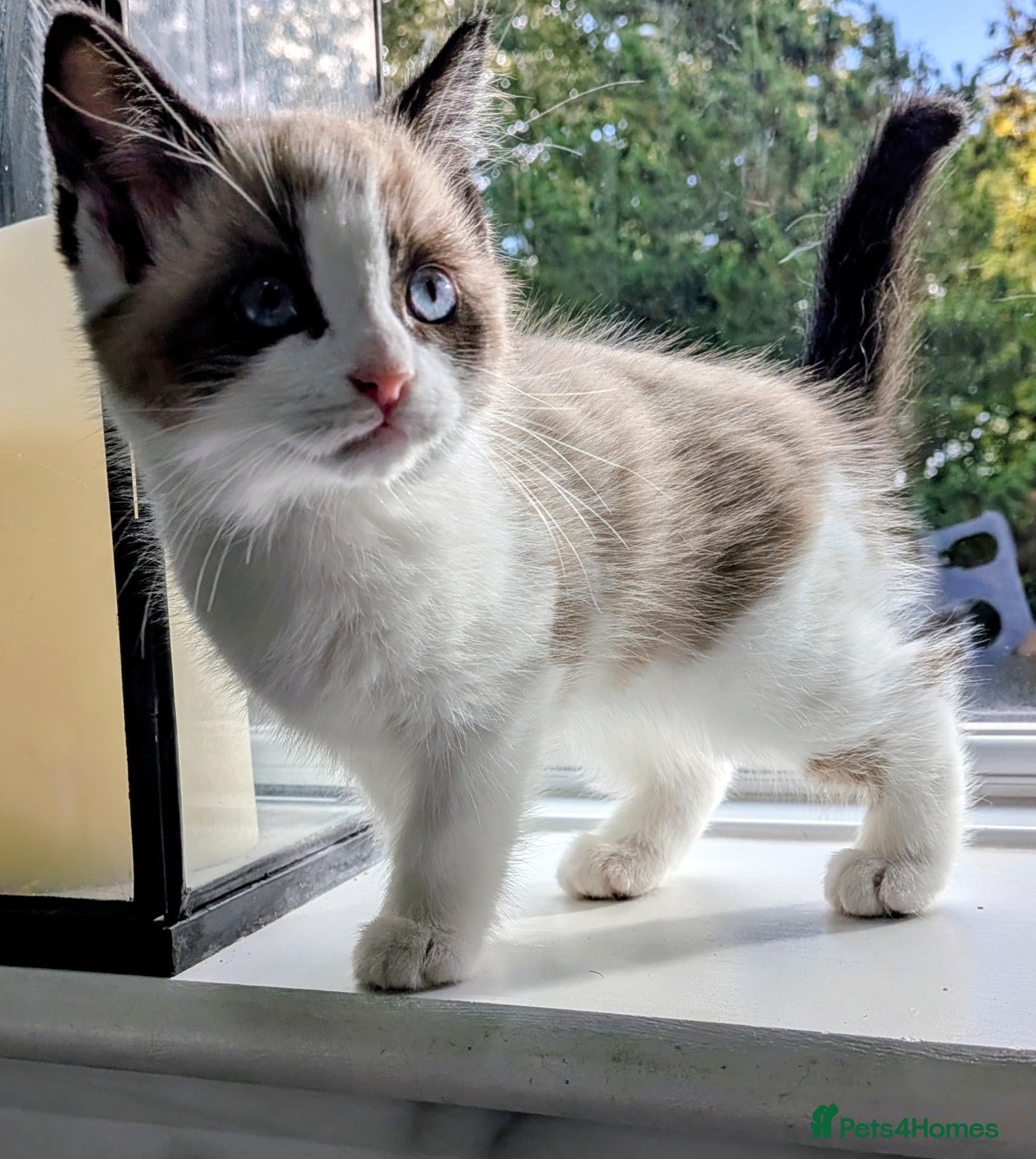 Mixed Breed cats Half Ragdoll quarter Siamese  - Advert 6