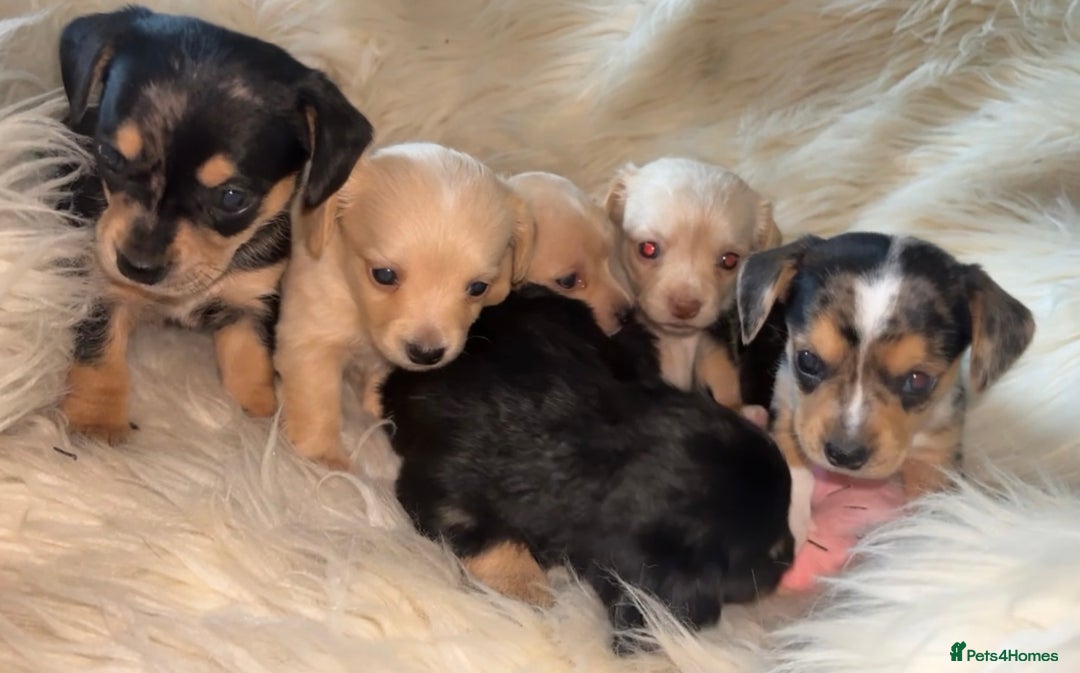 Chiweenie dogs for sale: Gorgeous Mini Dachshund X Puppies🐾 - Advert 11