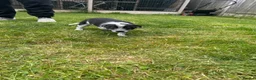 Mixed Breed dogs for sale: Australian cattle dog X Collie Greyhound  - Advert 11
