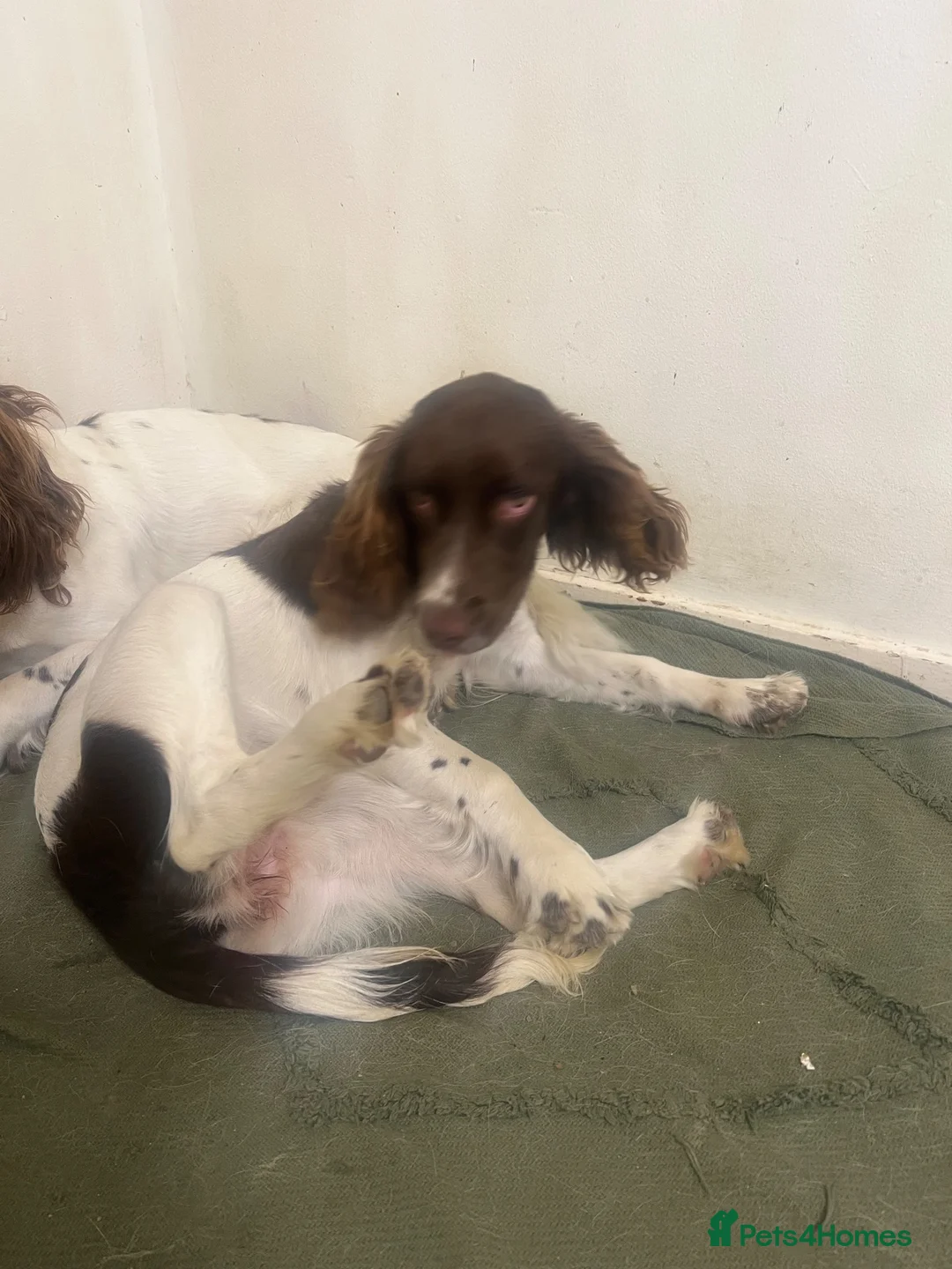 English Springer Spaniel dogs for sale: 8 month old female springer  - Advert 2