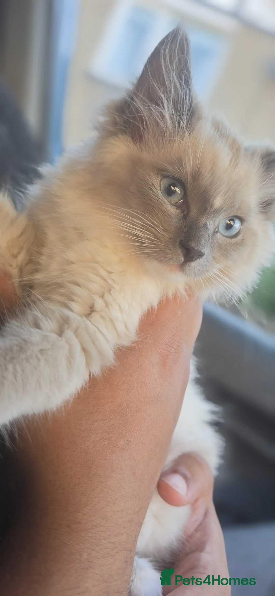 Ragdoll cats for sale: Ragdoll kittens ready to leave  - Advert 1