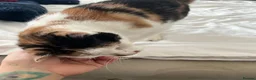 Mixed Breed cats for sale: peaches URGENT FREE in Exeter - Advert 2