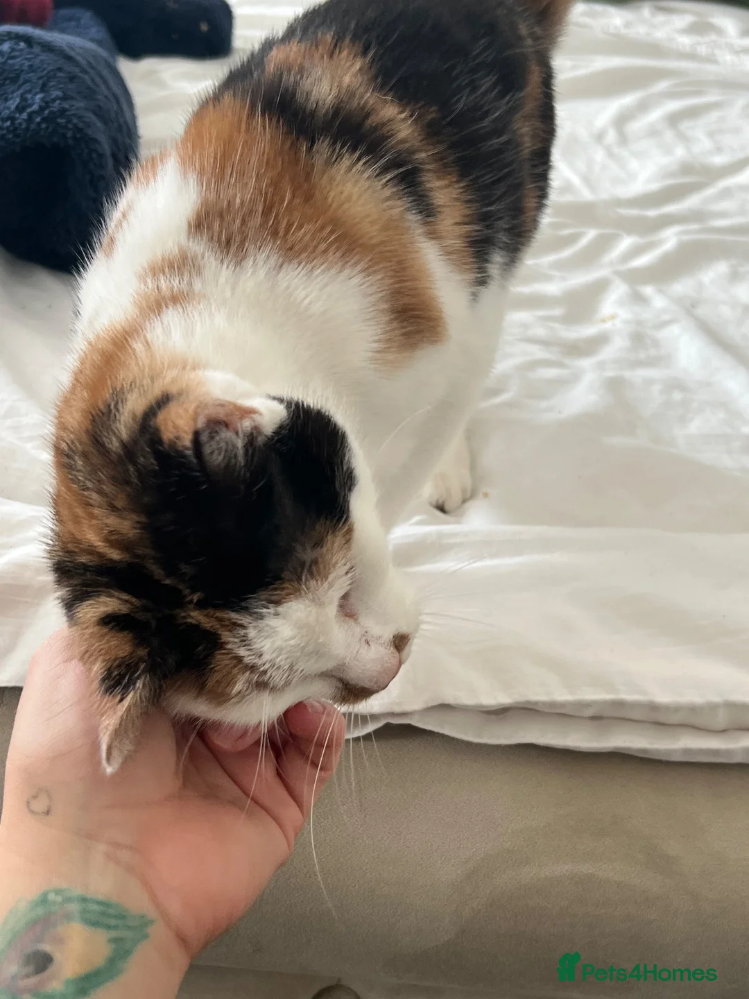 Mixed Breed cats for sale: peaches URGENT FREE in Exeter - Advert 2
