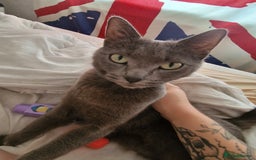 British Shorthair cats for sale: Malibu  - Image 1