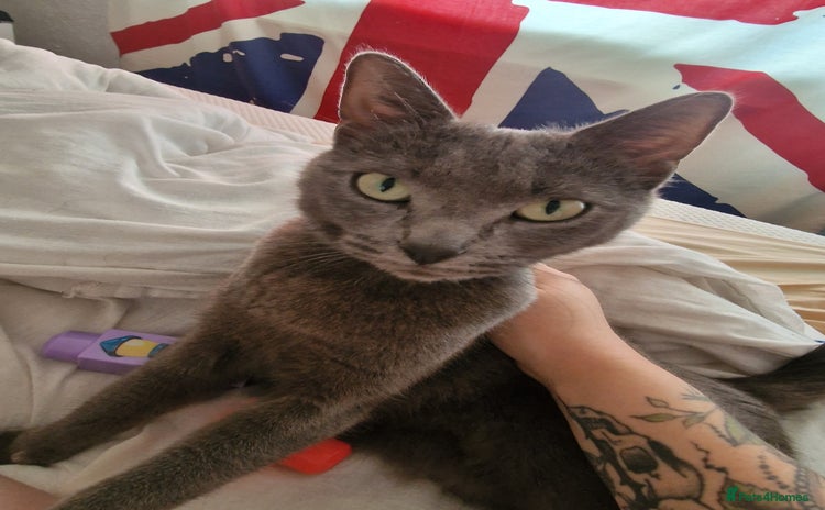 British Shorthair cats - Advert 12