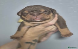 English Bulldog dogs for sale: Beautiful Litter Of New English Bulldog Puppies - Image 9
