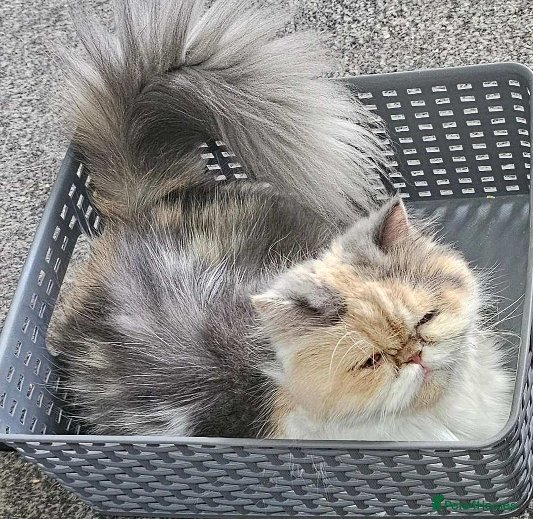 Perdoll cats for sale: Perdoll kittens (only white girl remaining) in Elgin - Advert 1