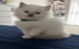 Ragdoll cats for sale: Perfect little blue point Ragdoll girls x5 - Image 1