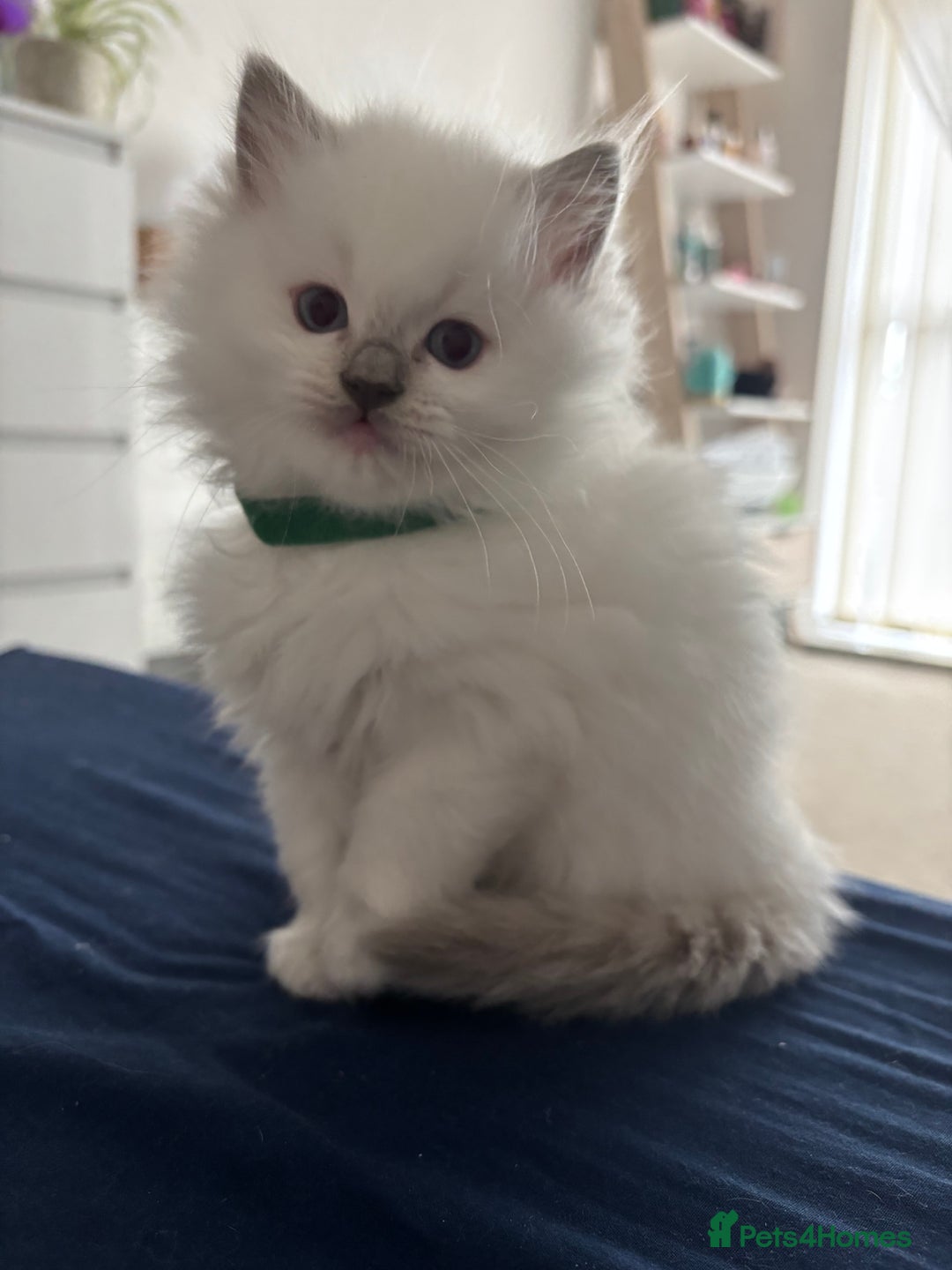 Ragdoll cats for sale: Perfect little blue point Ragdoll girls x5 - Image 1