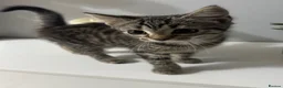 Mixed Breed cats for sale: Kitten female tabby - Advert 7