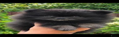 Pomeranian 2