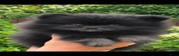 Pomeranian dogs for sale: Kennel Club Registered Pomeranian Puppies - Advert 12
