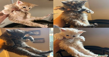 Maine Coon cats - Advert 16