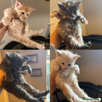 Maine Coon cats - Advert 7