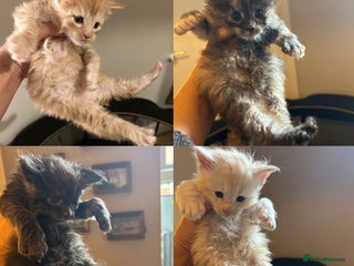 Maine Coon cats - Advert 4