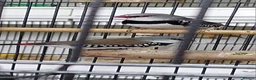 Finches birds for sale: Only few Foreign finches left for sale  - Advert 1