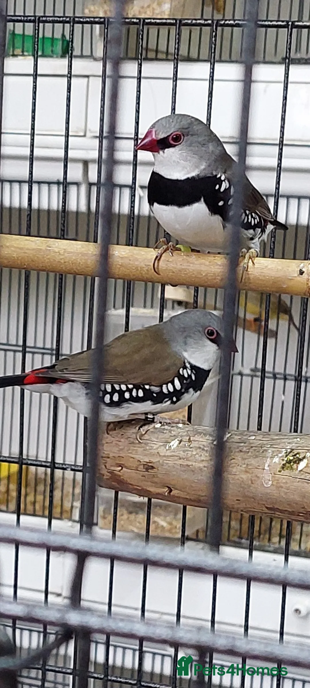 Finches birds for sale: Only few Foreign finches left for sale  - Advert 1