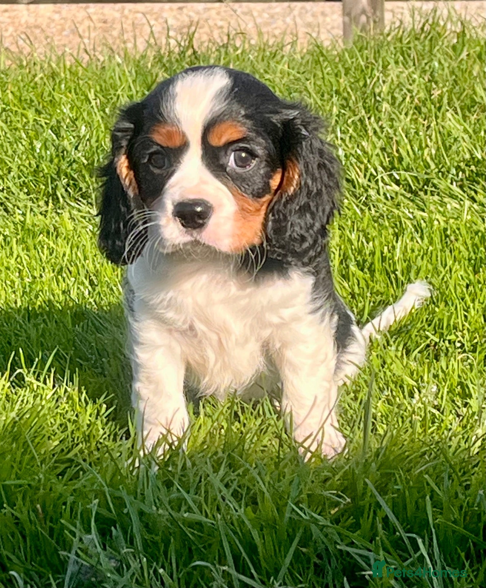 Cavalier King Charles Spaniel dogs for sale: Beautiful cavalier King Charles puppies  - Advert 15