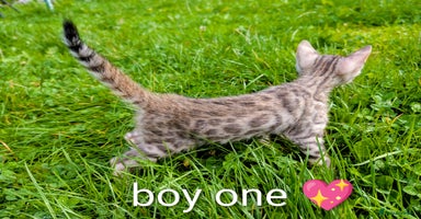 Bengal cats - Advert 16