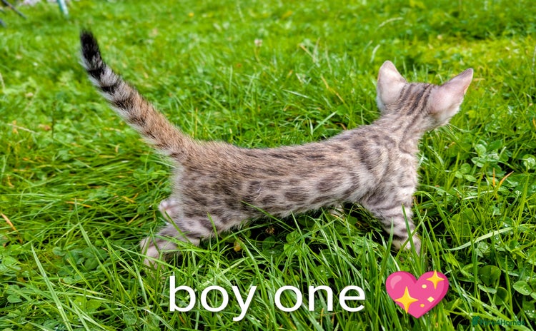 Bengal cats - Advert 3