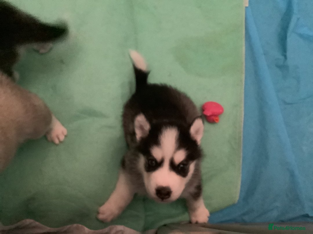 Siberian Husky dogs for sale: Gorgeous husky pups - Image 8