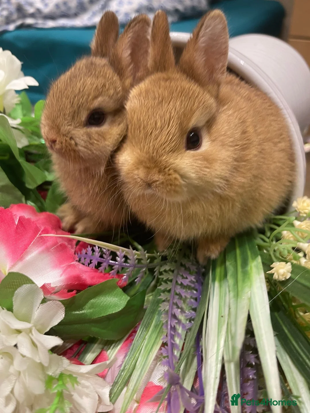 Netherland Dwarf rabbits for sale: Bunnies  in London - Advert 5