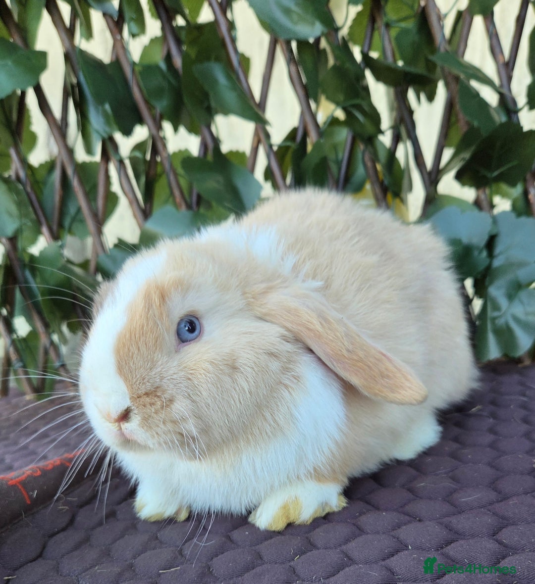 Mini Lop rabbits for sale: Pure mini lop babies  - Advert 32