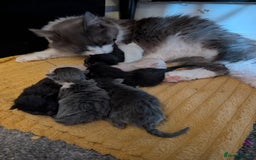 Mixed Breed cats for sale: Mixed Breed Ragdoll Kittens - Image 8