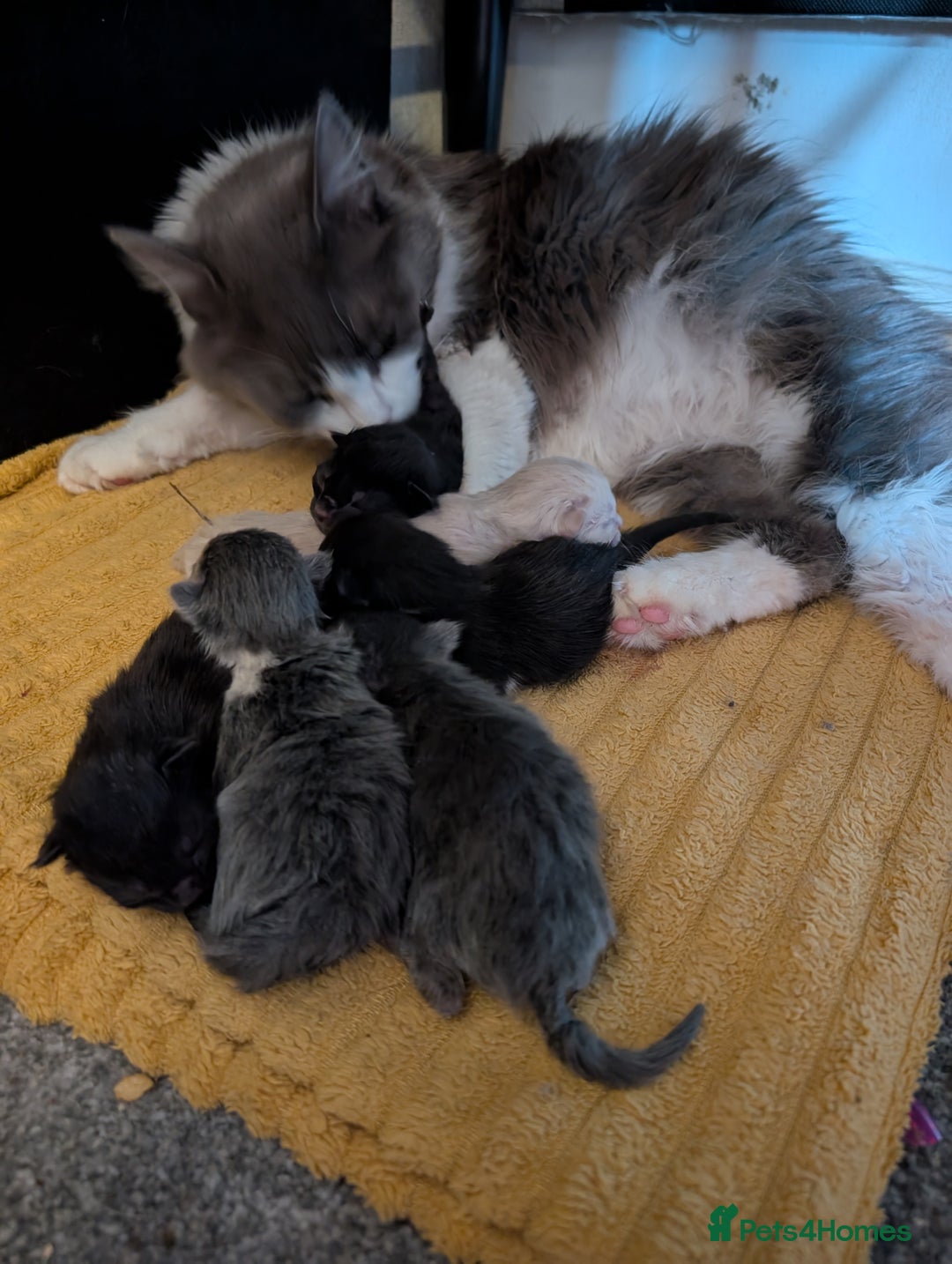 Mixed Breed cats for sale: Mixed Breed Ragdoll Kittens - Image 8
