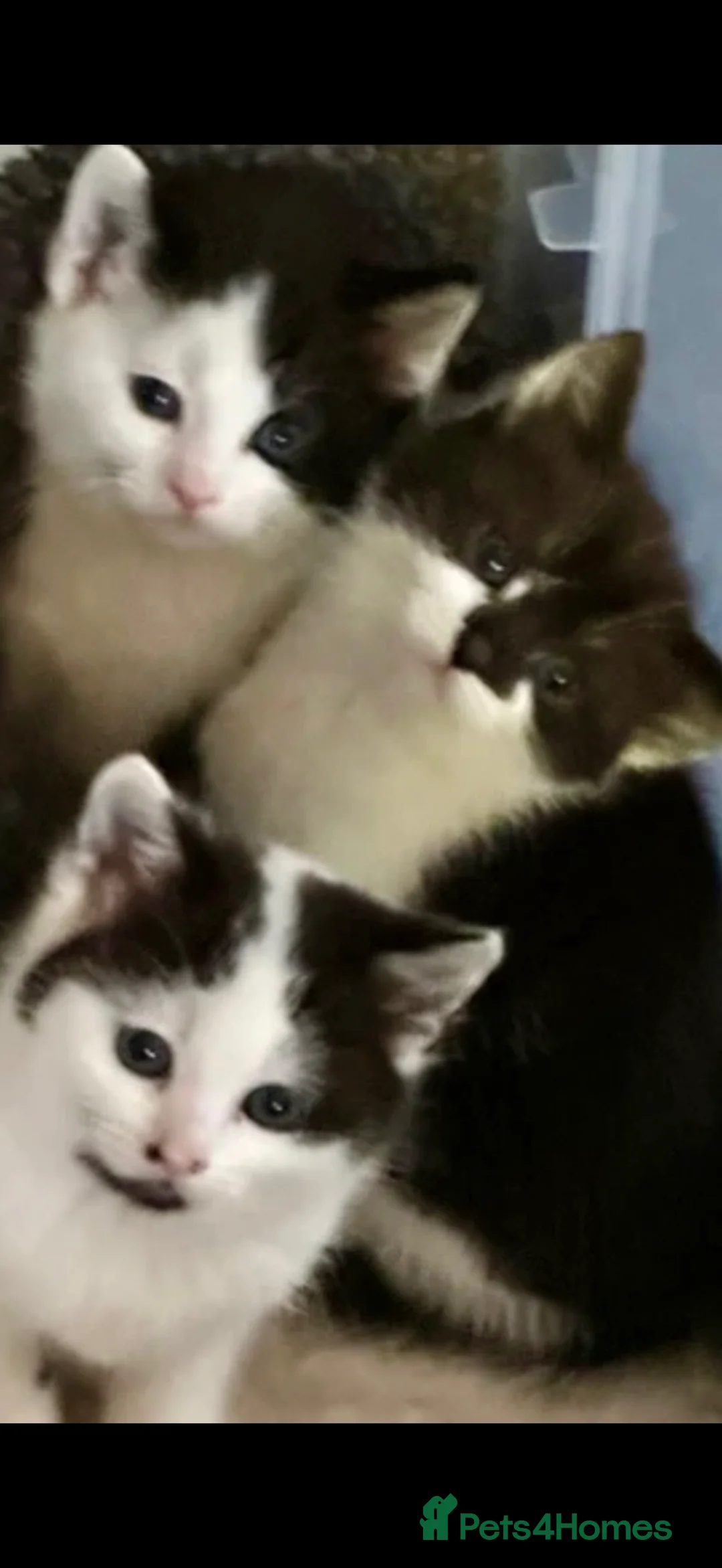 Maine Coon cats for sale: Beautiful Maincoon x kittens  - Advert 4