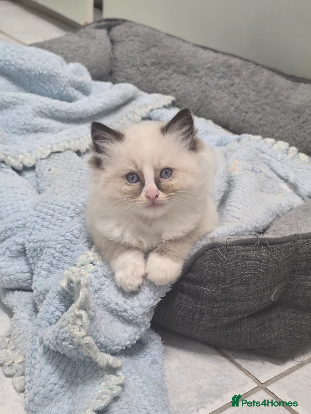 Ragdoll cats for sale: fluffie rag-dolls - Image 2