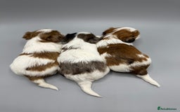 Yorkshire Terrier dogs for sale:  New Litter of Exotic Colourful Yorkshire Terriers - Image 4