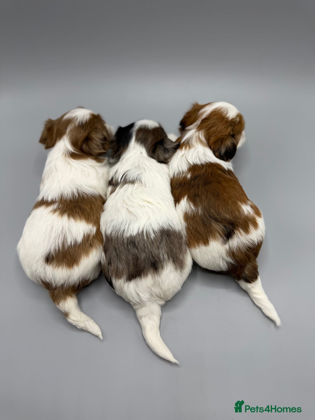 Yorkshire Terrier dogs for sale:  New Litter of Exotic Colourful Yorkshire Terriers - Image 4